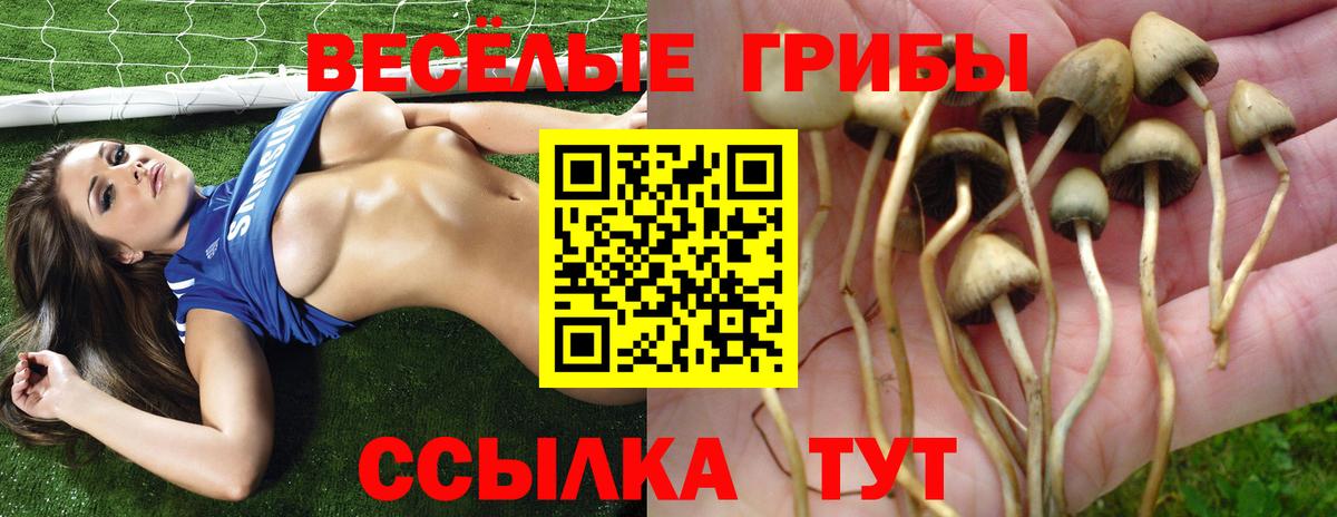 Псилоцибиновые грибы Psilocybine cubensis Черкесск